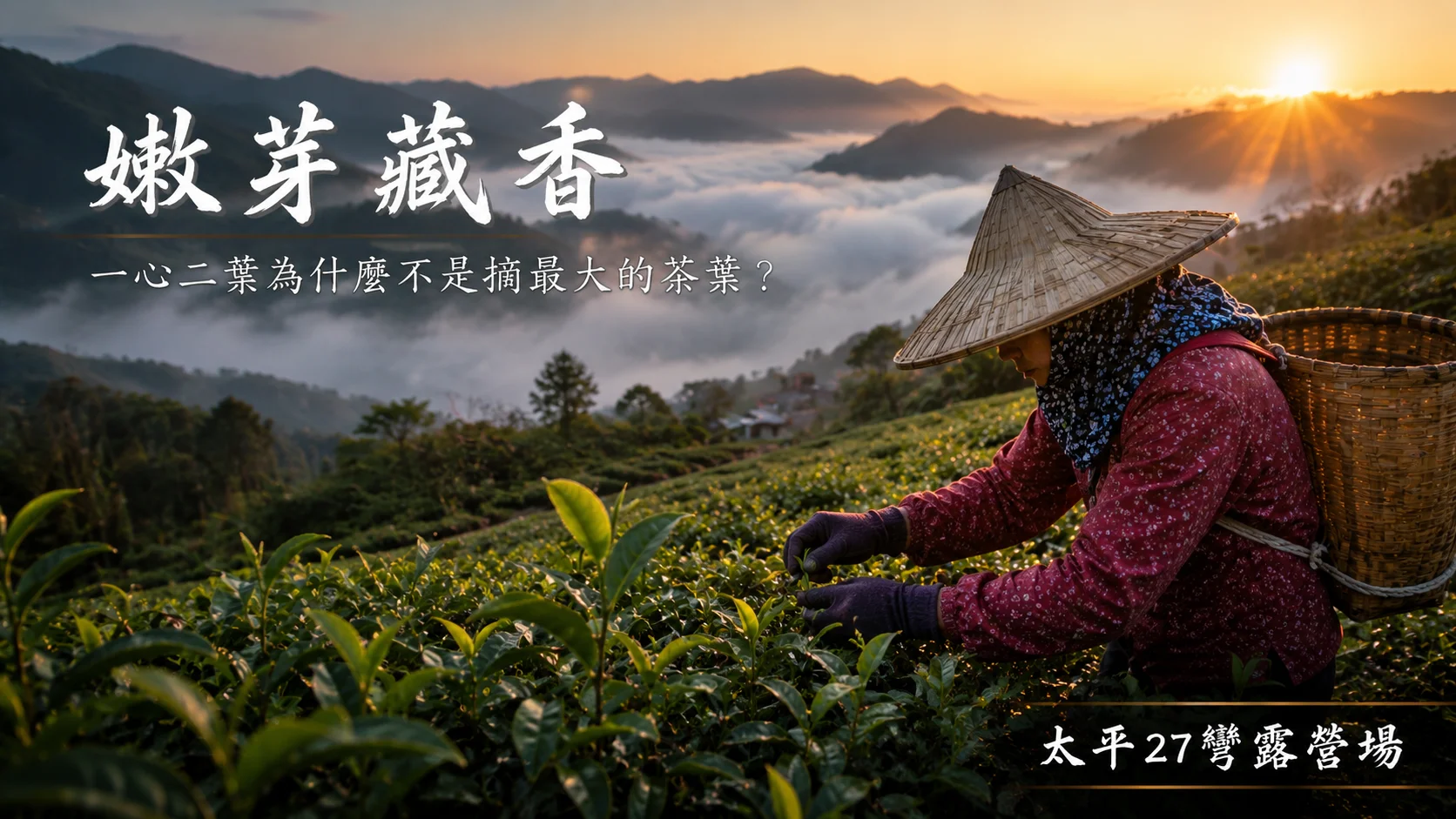 【嫩芽藏香】一心二葉為什麼不是摘最大的茶葉？