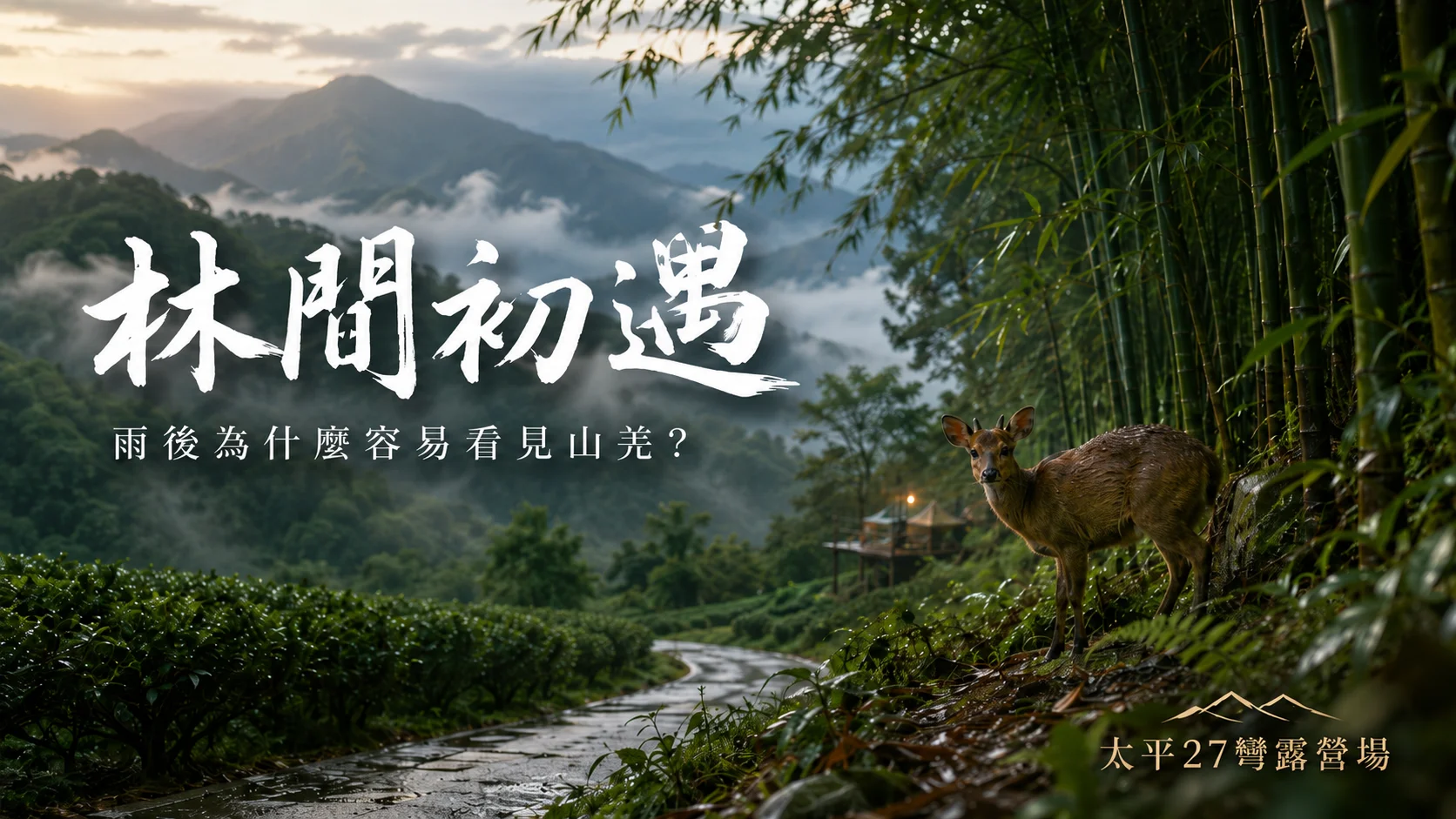 【林間初遇】雨後為什麼容易看見山羌? 【林間初遇】雨後為什麼容易看見山羌?