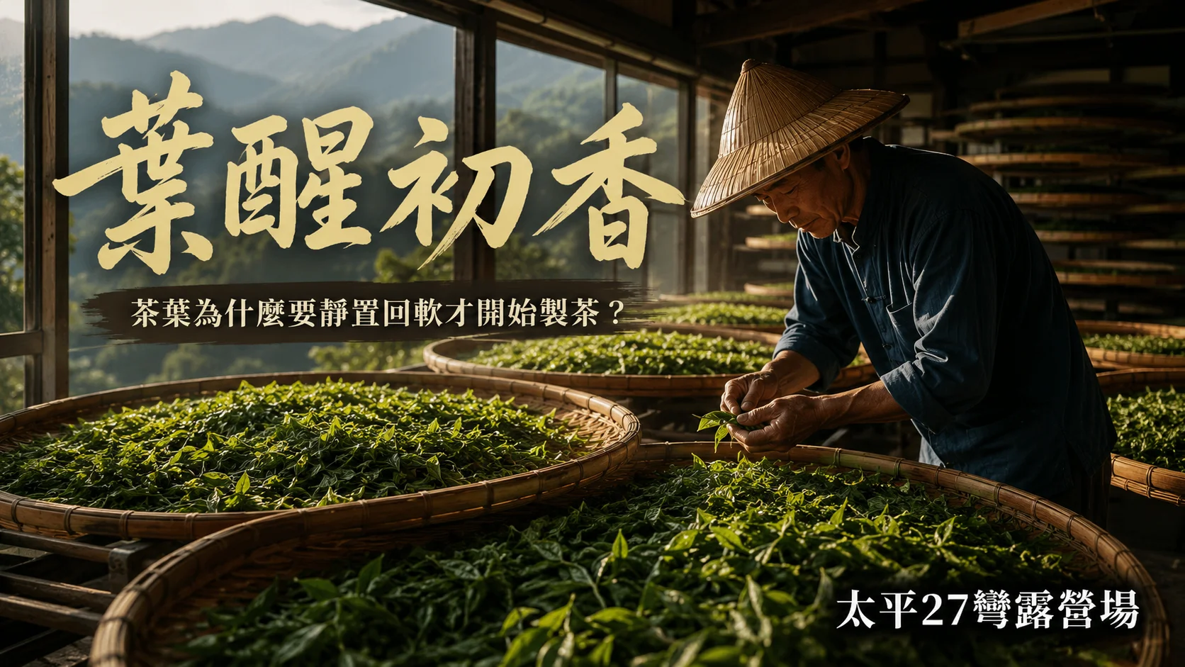【葉醒初香】茶葉為什麼要靜置回軟才開始製茶？